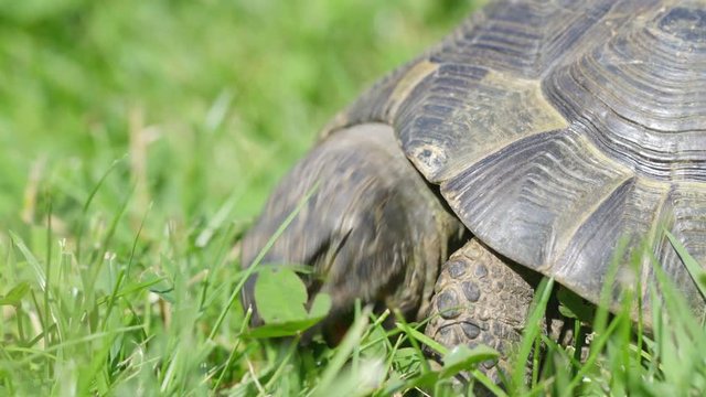 Mauritian turtle eating