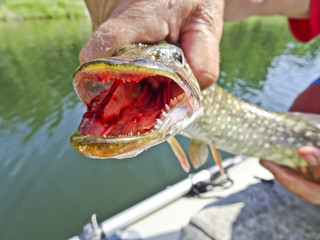 A pike caught in a spoon in the hands of a fisherman. Pike muzzle with open mouth. Shchuchi teeth and pharynx.
