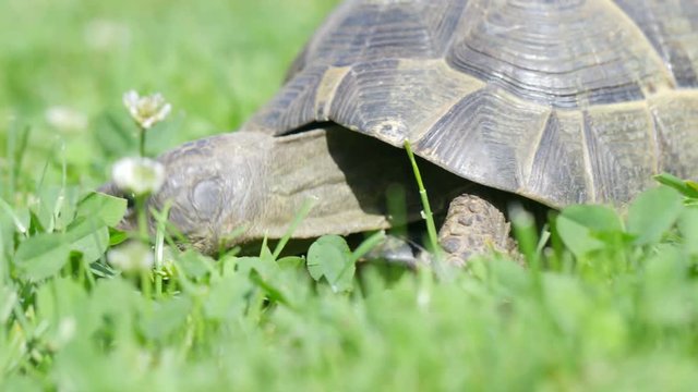 Mauritian turtle eating
