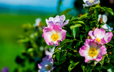 Beautiful garden flowers
