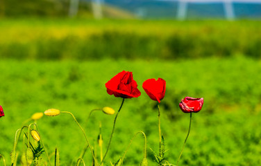 Beautiful garden flowers