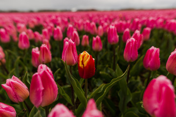 Amazing flowers field