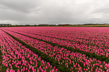 Amazing flowers field