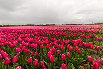 Amazing flowers field
