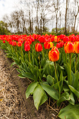 Amazing flowers field