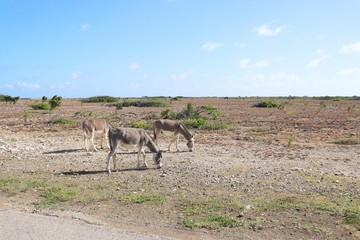 Naklejka na ściany i meble Wild donkey on the side of the road in the island of Bonaire