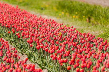 Tulips flowers field in Holland