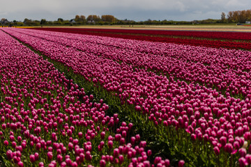 Tulips flowers field in Holland