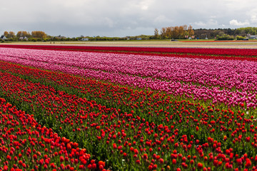 Tulips flowers field in Holland