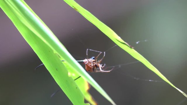 Buffalo Spider (Macracantha Arcuata) Hanging on Web