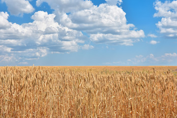 endless field of ripe wheat in the afternoon