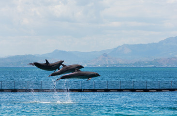 three flying bottle-nose dolphins