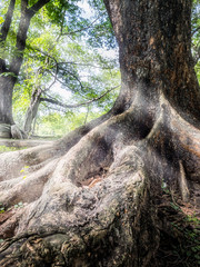 The rays of the sun shines through the tree's. Background Nature