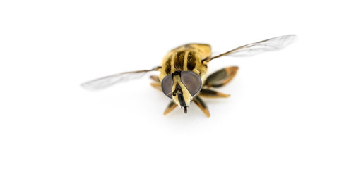 Schwebefliege im Detail