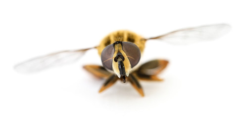 Schwebefliege im Detail