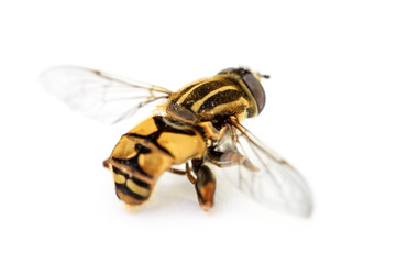Schwebefliege im Detail