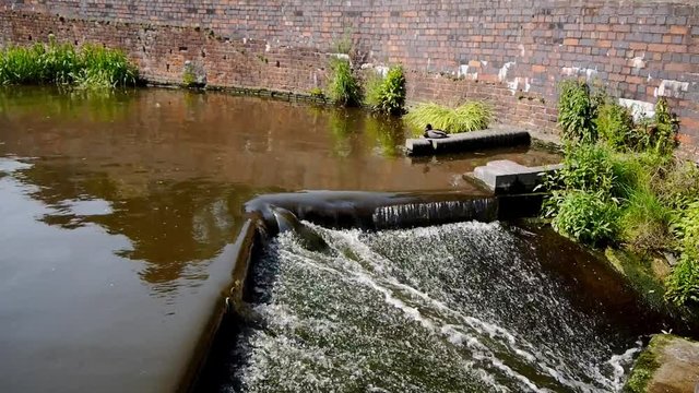 Canal lock feeder pool overflow and sleepy duck