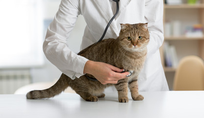Cat on table in veterinarian clinic - obrazy, fototapety, plakaty