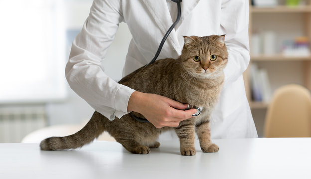 Cat On Table In Veterinarian Clinic