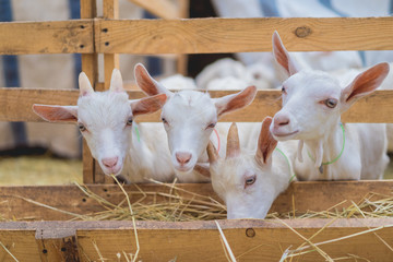 cute goats eating hay through fences at farm - Powered by Adobe