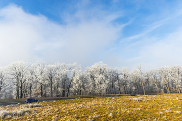 Fresh snow in forest