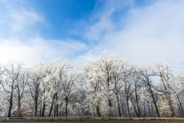 Fresh snow in forest