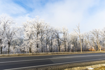 Fresh snow in forest