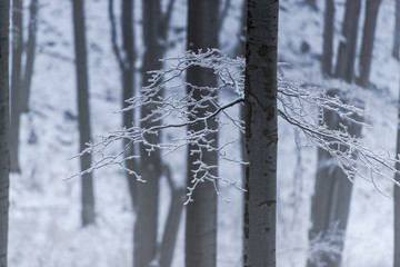 Fresh snow in forest