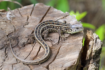 Lacerta agilis. Female quick-witted lizard close-up