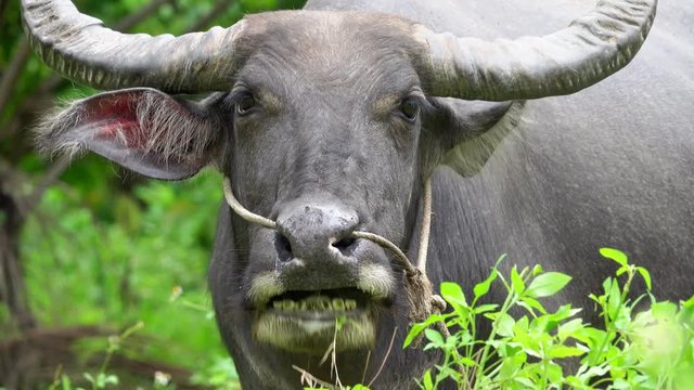 Portrait of Thai Water Buffalo (Bubalus Bubalis) Chewing Grass