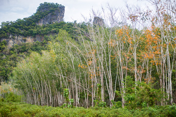 Rows of trees on Rubber plantation