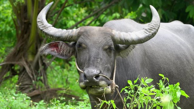 Portrait of Thai Water Buffalo (Bubalus Bubalis) Chewing Grass