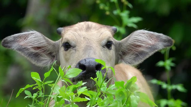 Portrait of Thai Water Buffalo Calf (Bubalus Bubalis) Put on the Alert