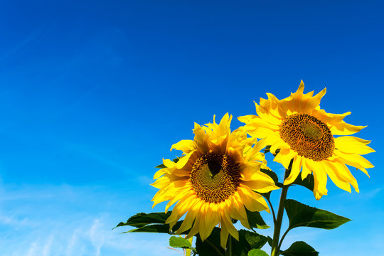 Yellow sunflowers over blue sky, copy space
