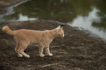 Orange tabby cat looking at muddy farm pond water