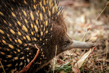Echidna close up