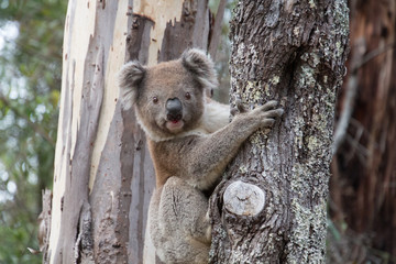 Koala in Gumtree