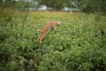 Orange shorthair tabby cat exploring natural farm environment
