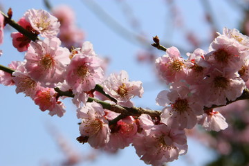 Japan Kirschblüte Hintergrund Zweig Baum