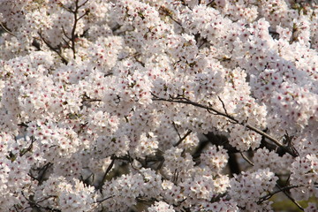Japan Kirschblüte Hintergrund Zweig Baum