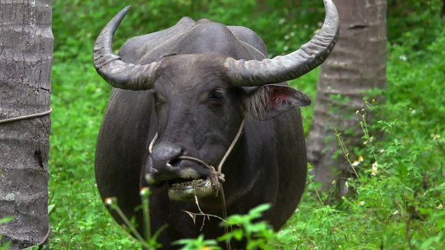 Portrait of Thai Water Buffalo (Bubalus Bubalis) Chewing Grass