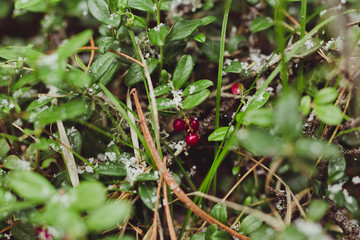 berries of cranberries in green grass and snow