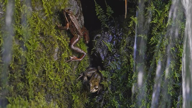Ultra high definition 4k movie of two Pacific Chorus tree frogs resting on green moss covered rocks in waterfall on a rainy day UHD 3840x2160