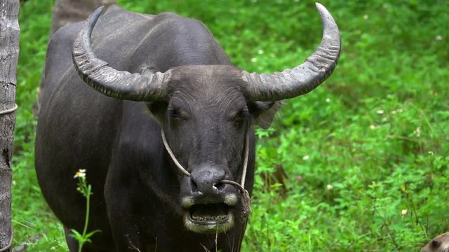 Portrait of Thai Water Buffalo (Bubalus Bubalis) Chewing Grass
