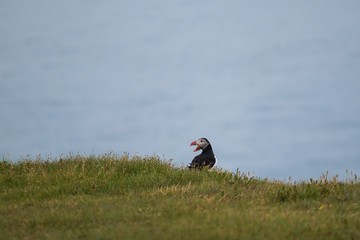 Rufender Papageitaucher