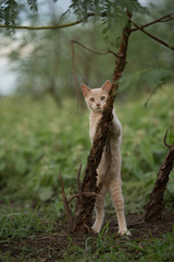 Orange shorthair tabby cat climbing and exploring in nature