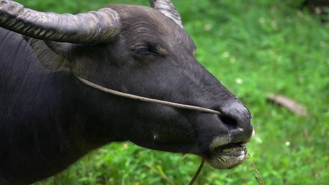 Portrait of Thai Water Buffalo (Bubalus Bubalis) Chewing Grass