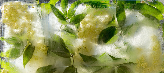 Background of  elder  flower frozen in ice