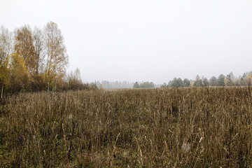 Field of ears and gress in a cloudy autumn day