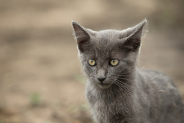 Obraz premium shorthair gray kitten exploring natural environment